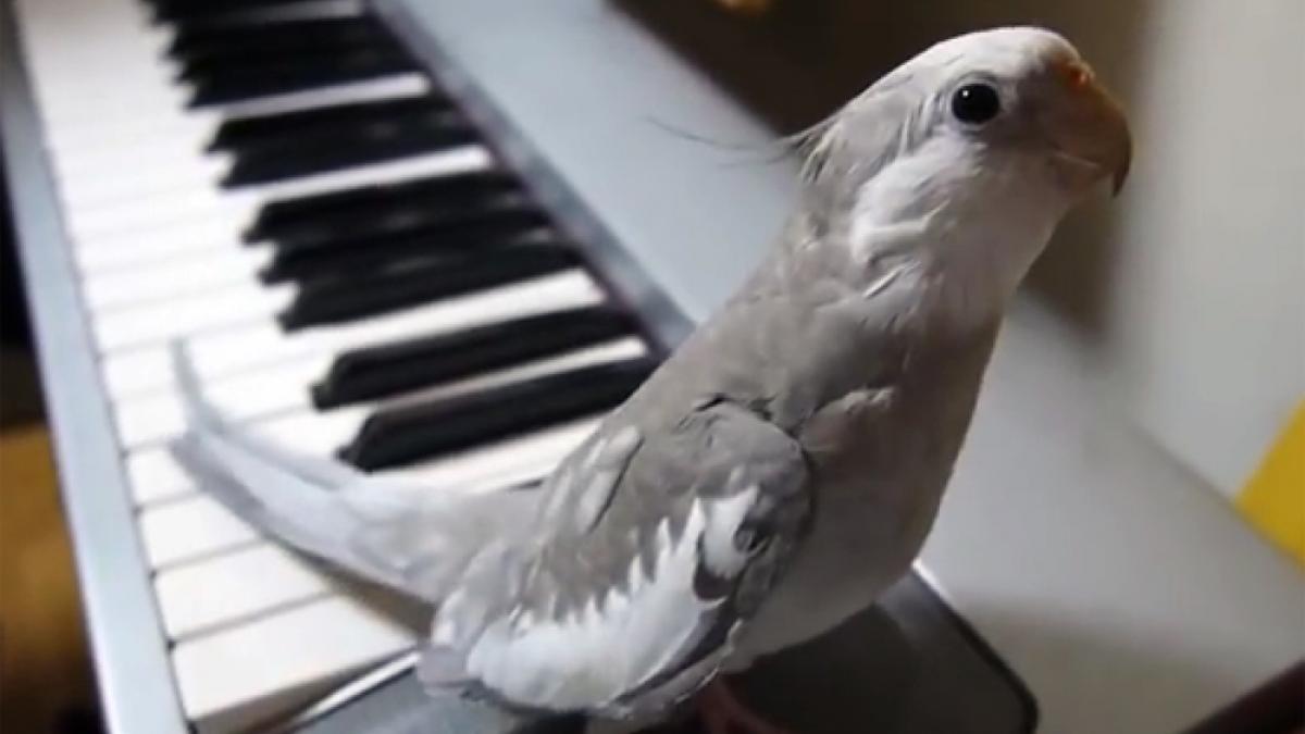 Un PAPAGAL Nimfă face furori pe INTERNET (VIDEO)