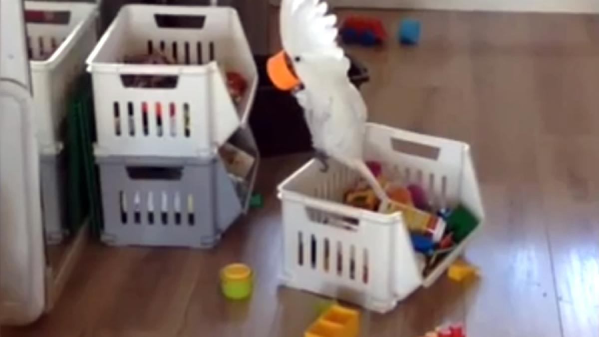 Ce face un papagal când găseşte o ceaşcă de plastic (VIDEO)