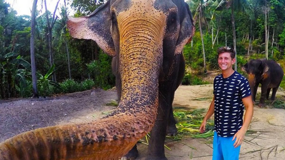 Un elefant şi-a făcut un... Elfie
