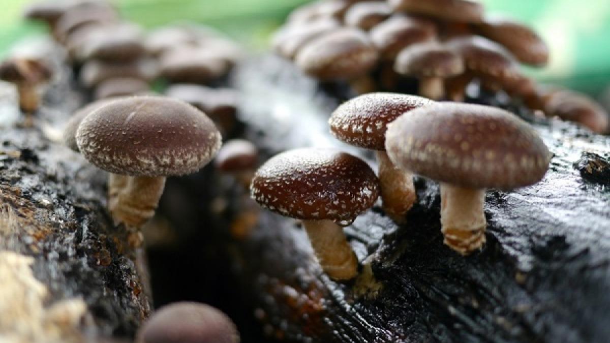 Miraculoasele ciuperci shiitake și promisiunea vieții veșnice. Rețeta elixirului