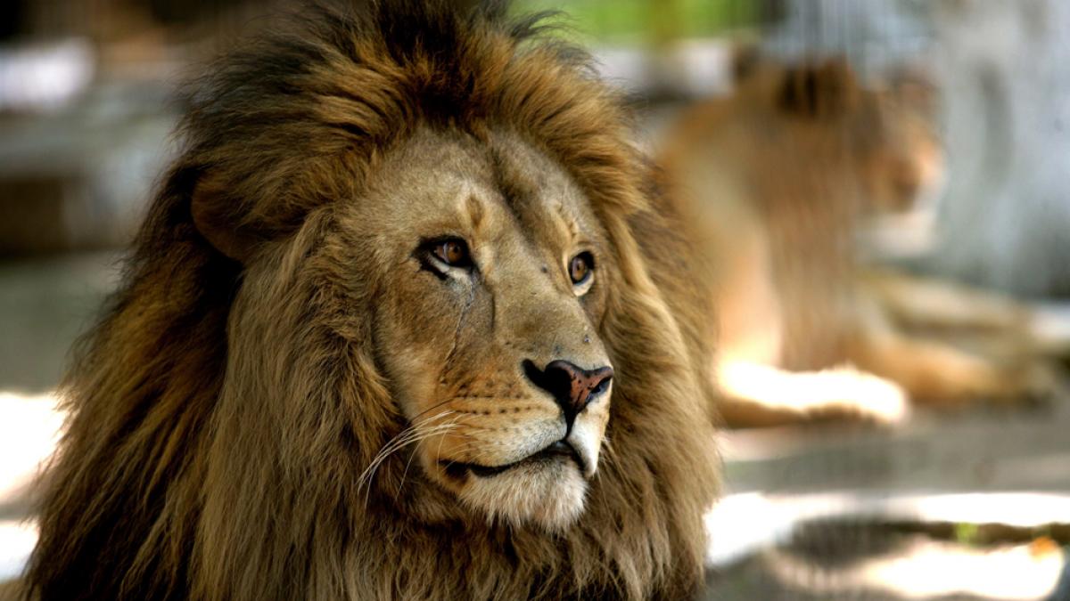 GRATIS la ZOO pentru copii de 1 iunie