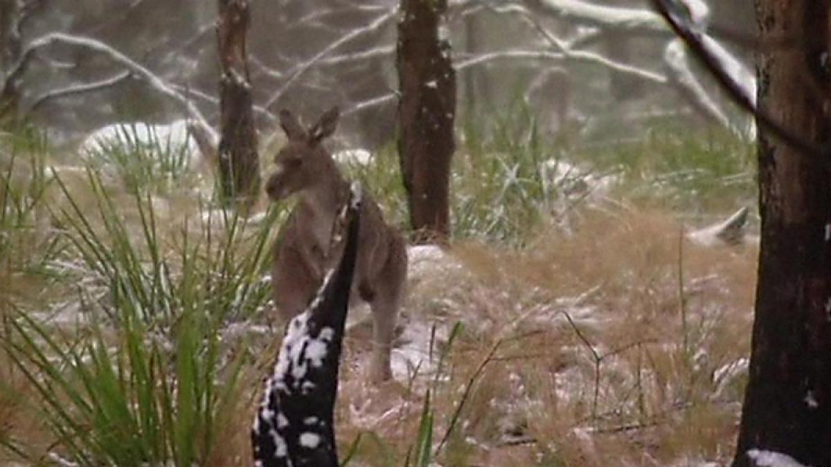 Australia se confruntă cu o iarnă deosebit de grea
