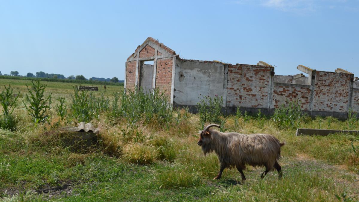 Cum a murit ferma mincinoasă a lui Ceaușescu 