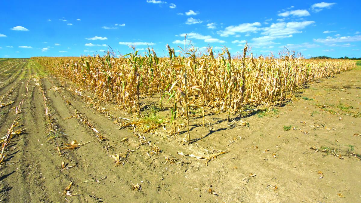 Irigaţiile şi asigurările, tandemul letal al agriculturii