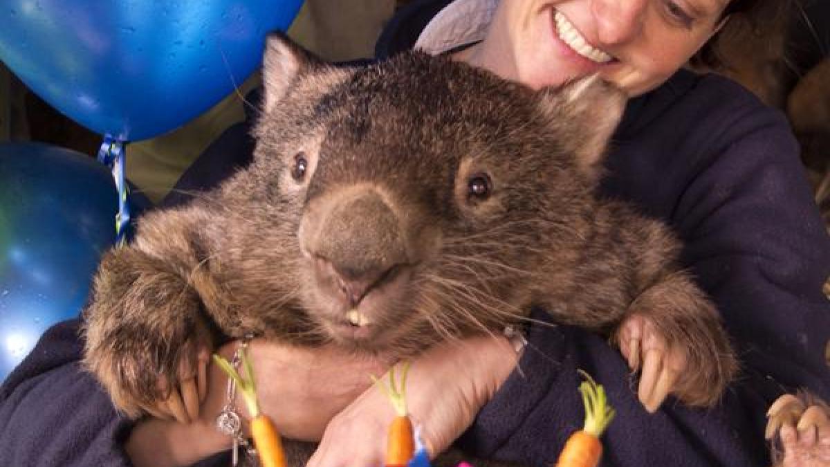Cel mai celebru wombat din lume își caută perechea pe Tinder