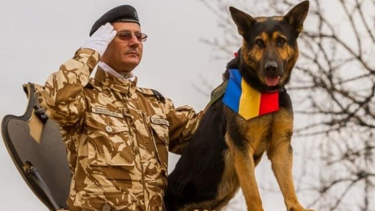 A MURIT MAX, câinele-erou al Armatei Române