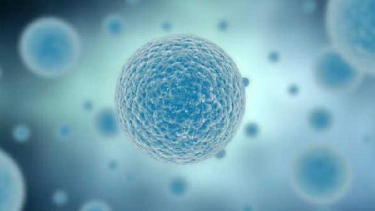 Cercetătorii britanici vor să modifice genetic... embrioni umani