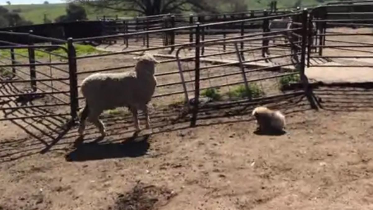 VIDEO - Talentul de păstor al unui pui de pechinez stârneşte hohote de râs