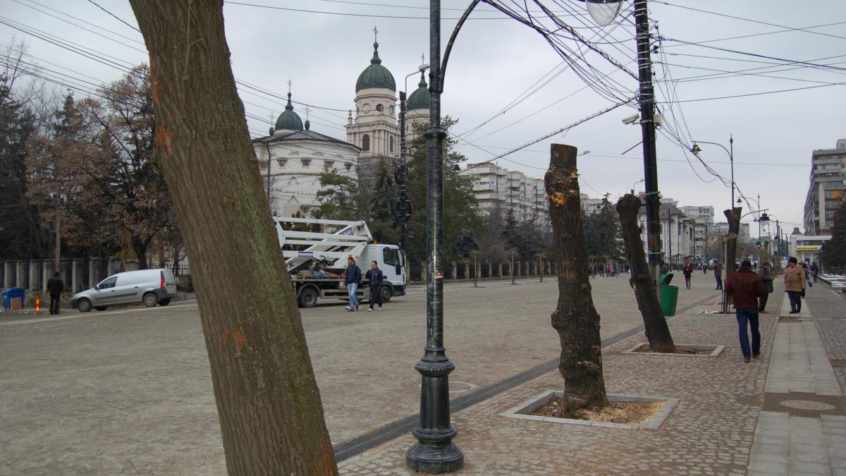 La loc comanda! Teii taiati “pe bulevard”, la Iasi, vor fi replantati