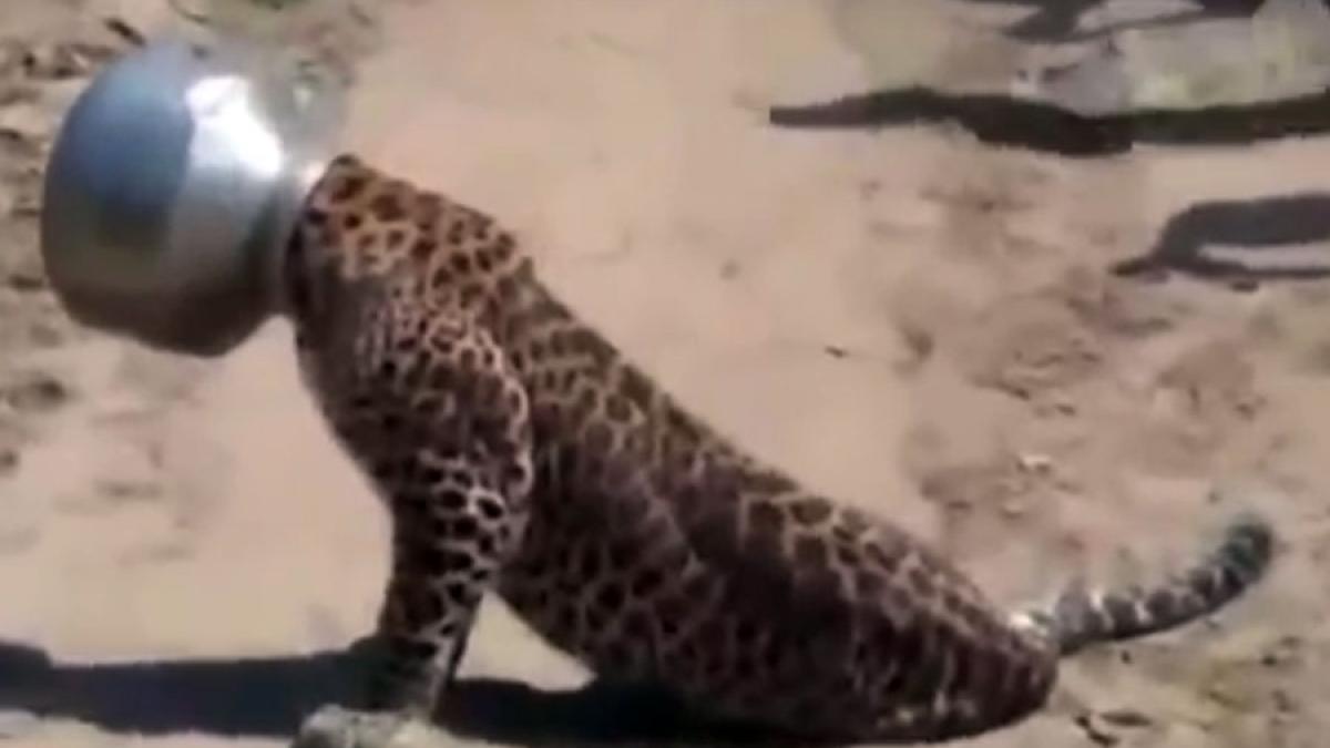 VIDEO - Un leopard rămas cu capul blocat într-un vas, eliberat după 12 ore