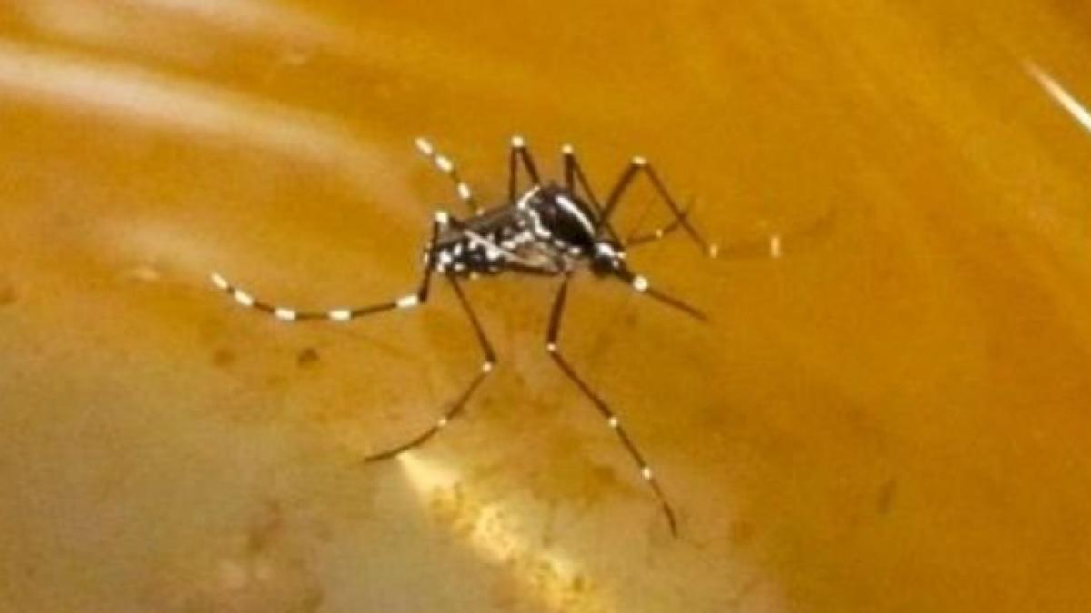 Două cazuri confirmate de meningită cu virusul West Nile, în judeţul Buzău
