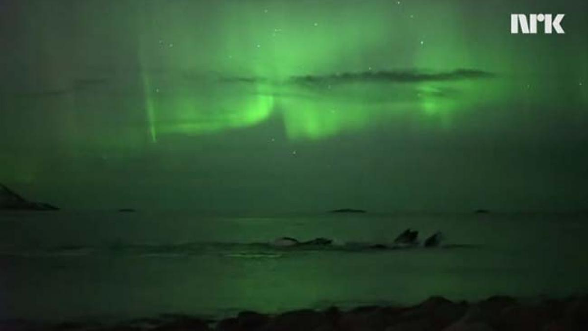 video spectacol fabulos oferit de natura balene inotand in lumina aurorei boreale