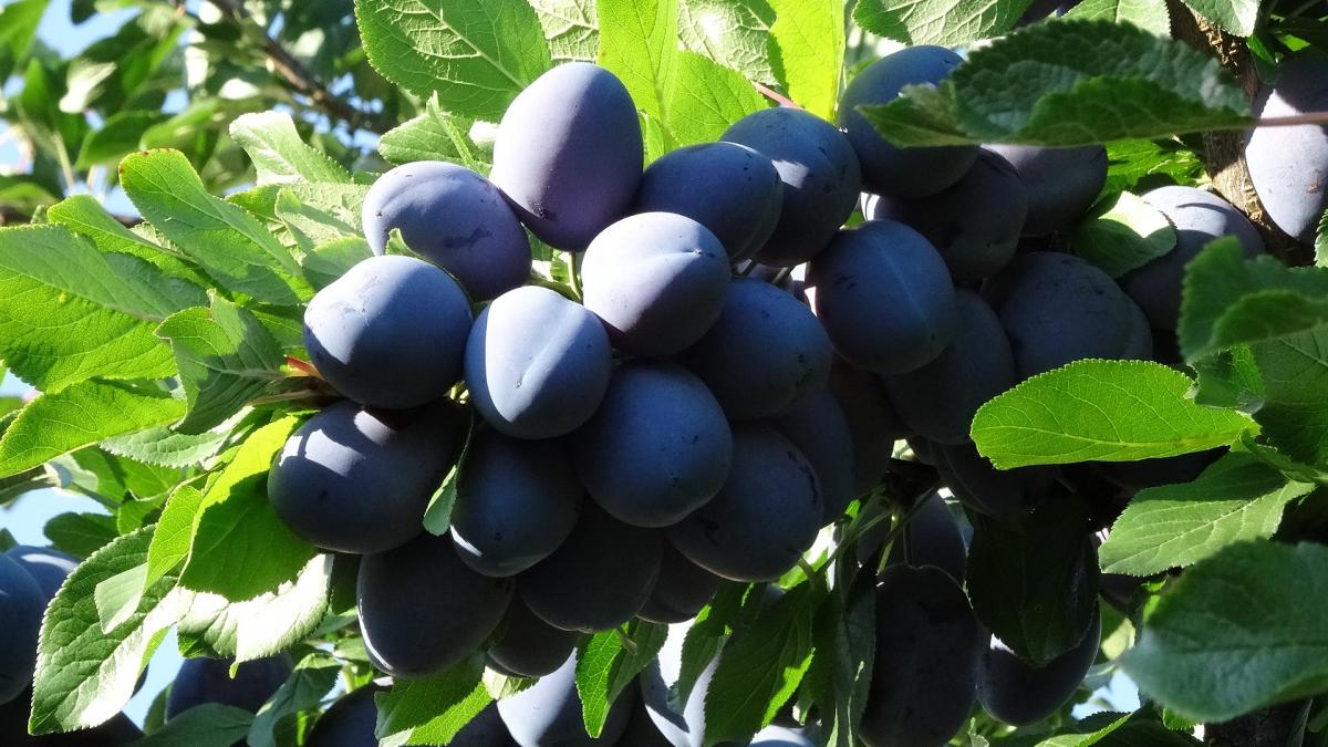 De ce este bine să mâncăm prune