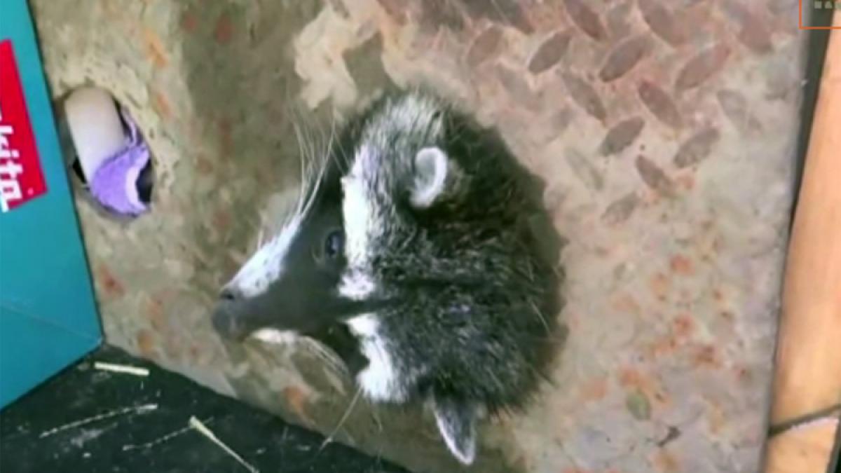video ce a patit un raton prea bagaret