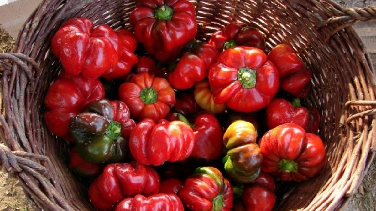 Nebănuitele puteri curative ale gogoşarilor