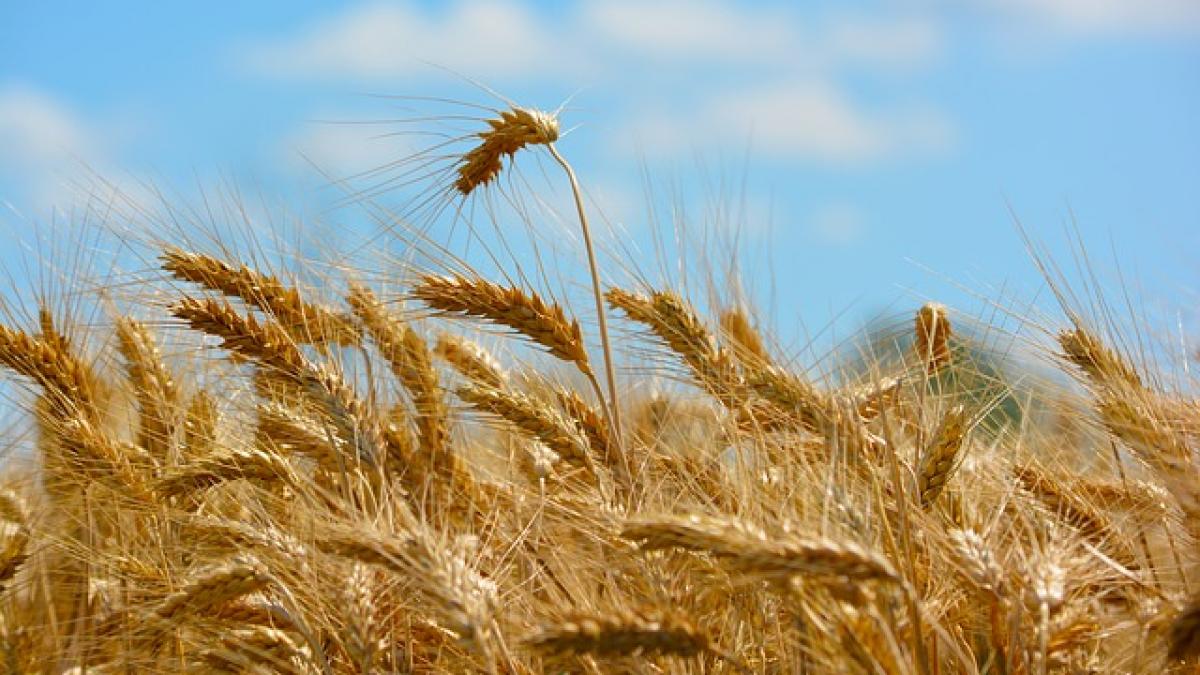 Turcii sunt în panică, Rusia nu le mai vinde grâu