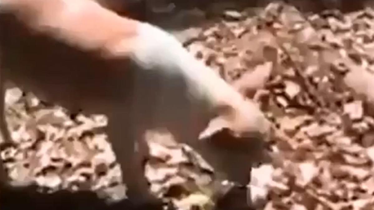 video gestul uimitor al unei catele careia i a murit un pui