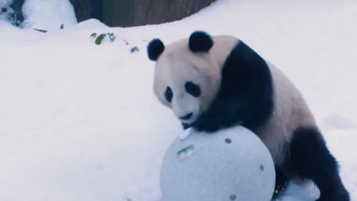 video ursii panda din san diego bucurandu se de o zi de iarna