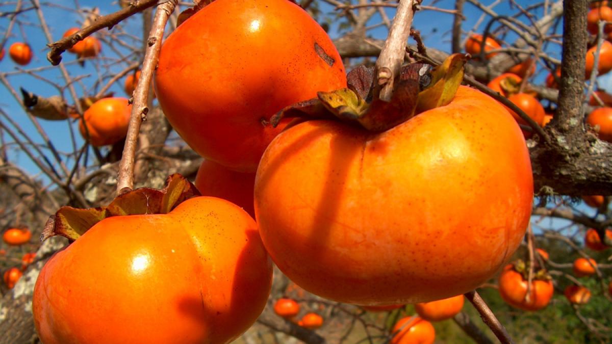 Kaki sau piersica japoneză, un fruct cu beneficiile nebănuite pe timpul iernii
