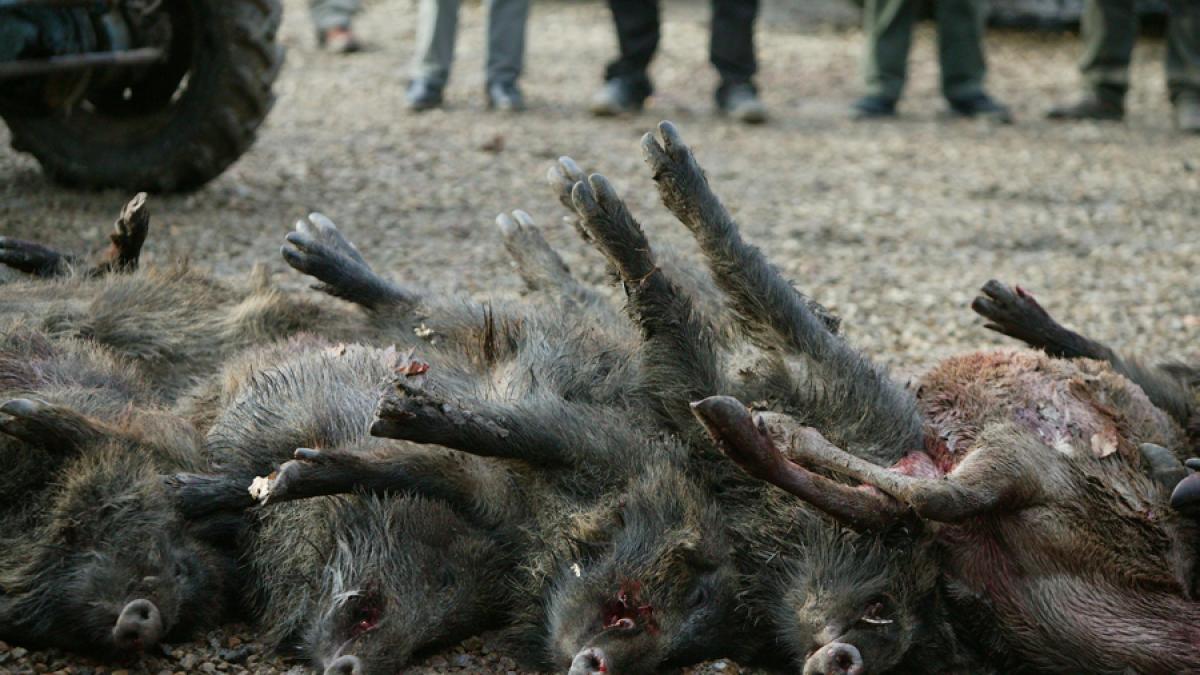 Zeci de kilograme de carne de vânat şi muniţie confecţionată artizanal, descoperită la domiciliul unui braconier 