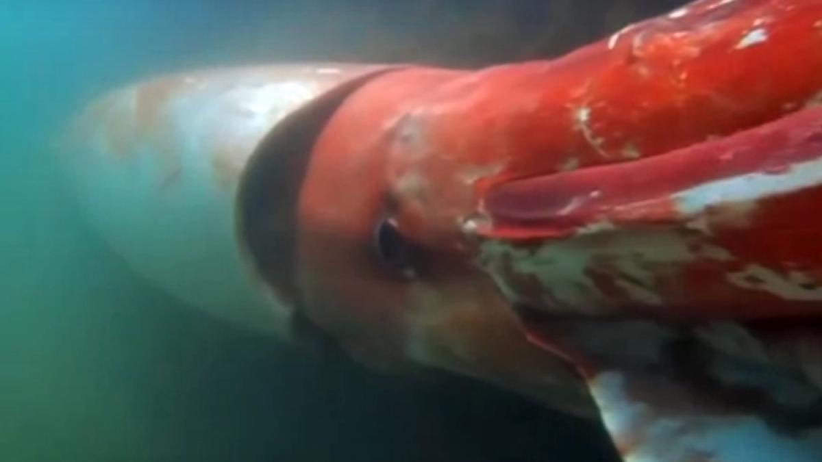 video un calamar gigantic si a facut aparitia intr un port din japonia