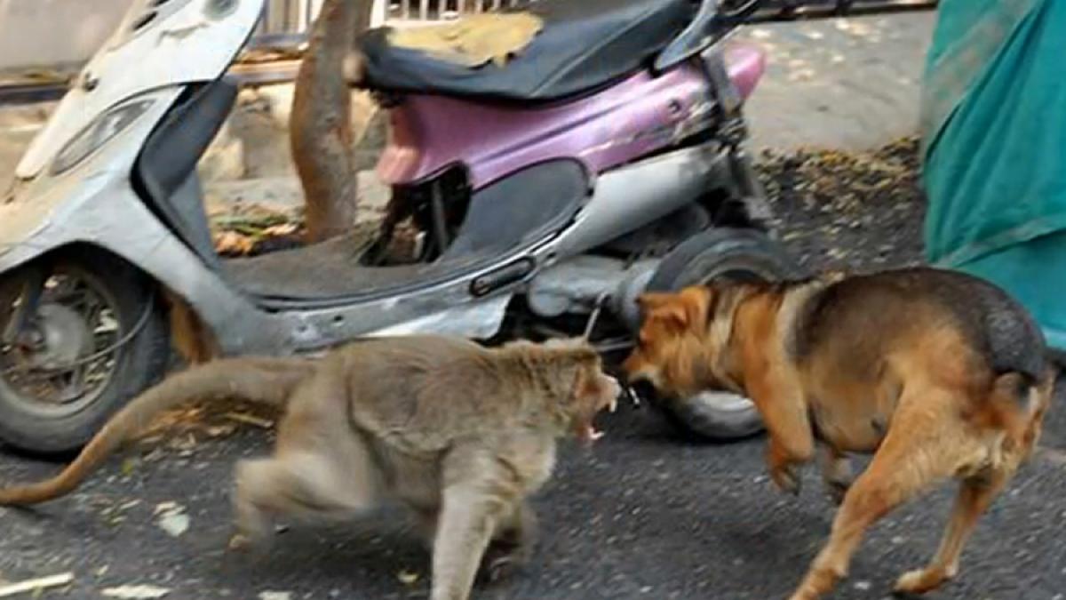 video induiosatorul caz al unei maimute care a adoptat un catel abandonat