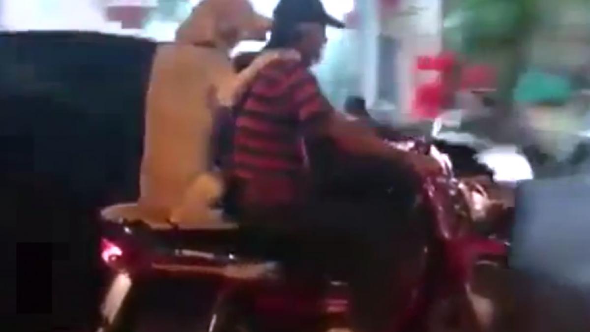 video viral caine grijuliu merge pe motocicleta si tine umbrela