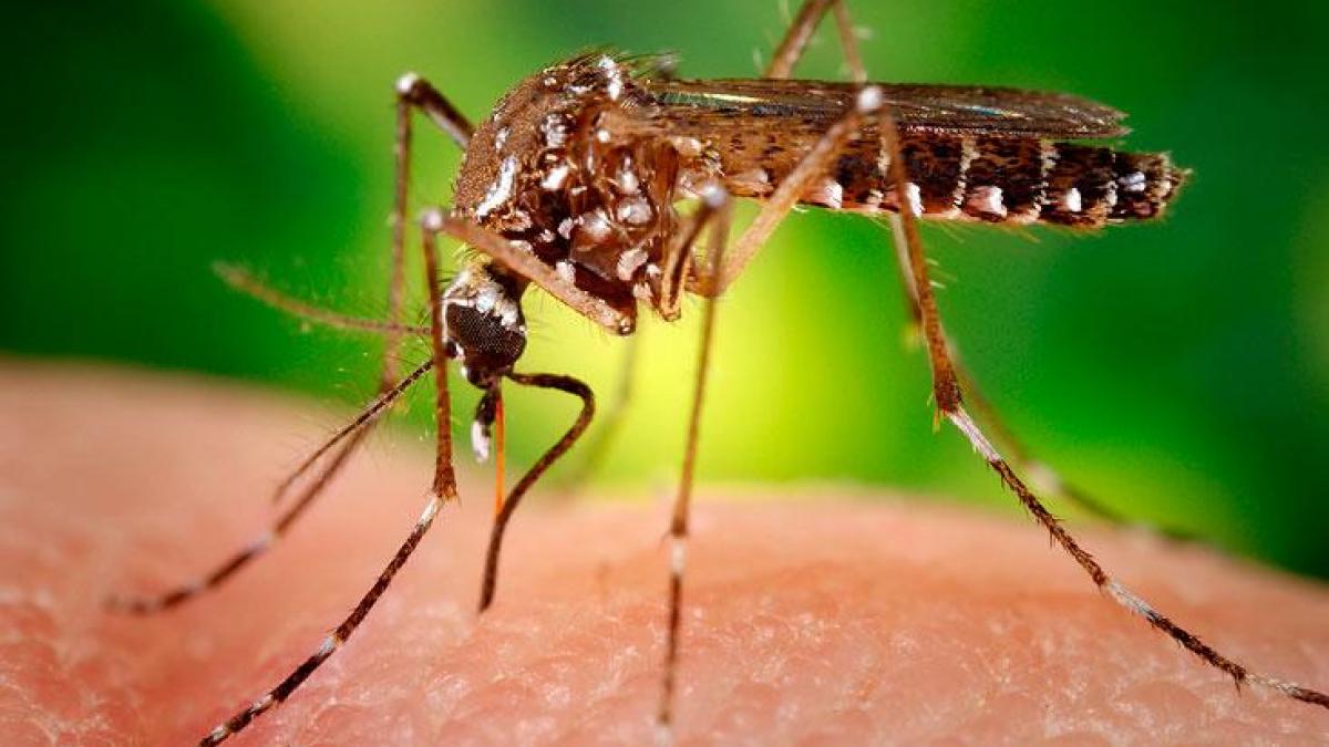 VIRUSUL ZIKA - OMS declară ''urgenţă globală de sănătate publică'' 