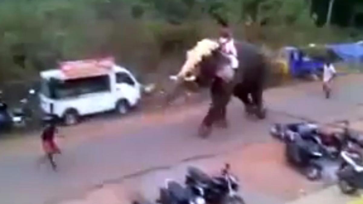 video un elefant furios a facut praf mai multe vehicule