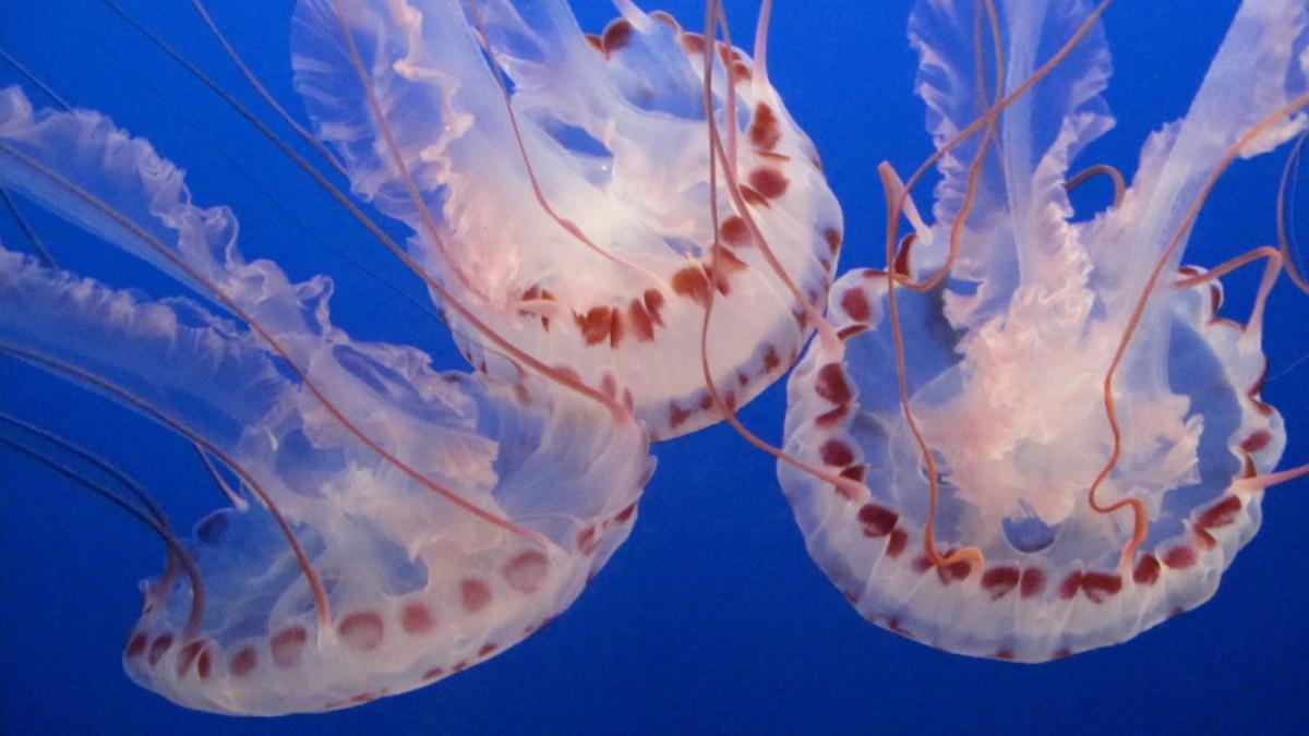 video simbioza neasteptata intre doua vietuitoare marine complet diferite