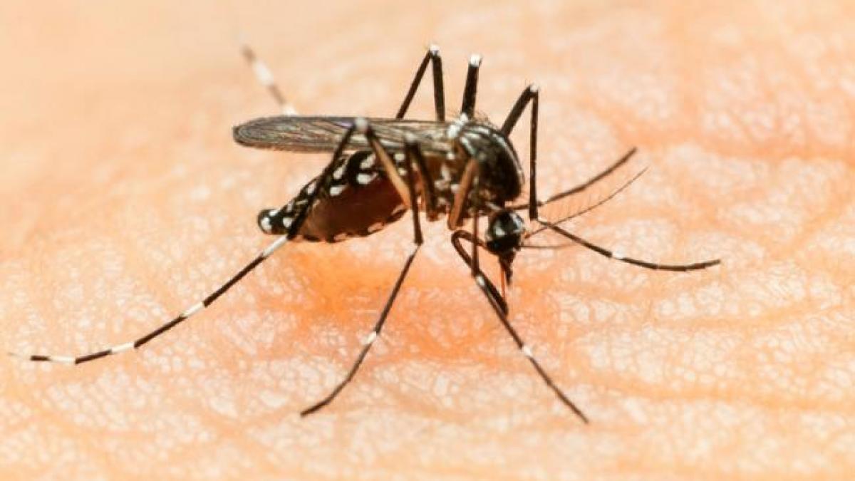 VIRUSUL ZIKA va fi cercetat pe bani grei! Comisia Europeană alocă 10 milioane de euro
