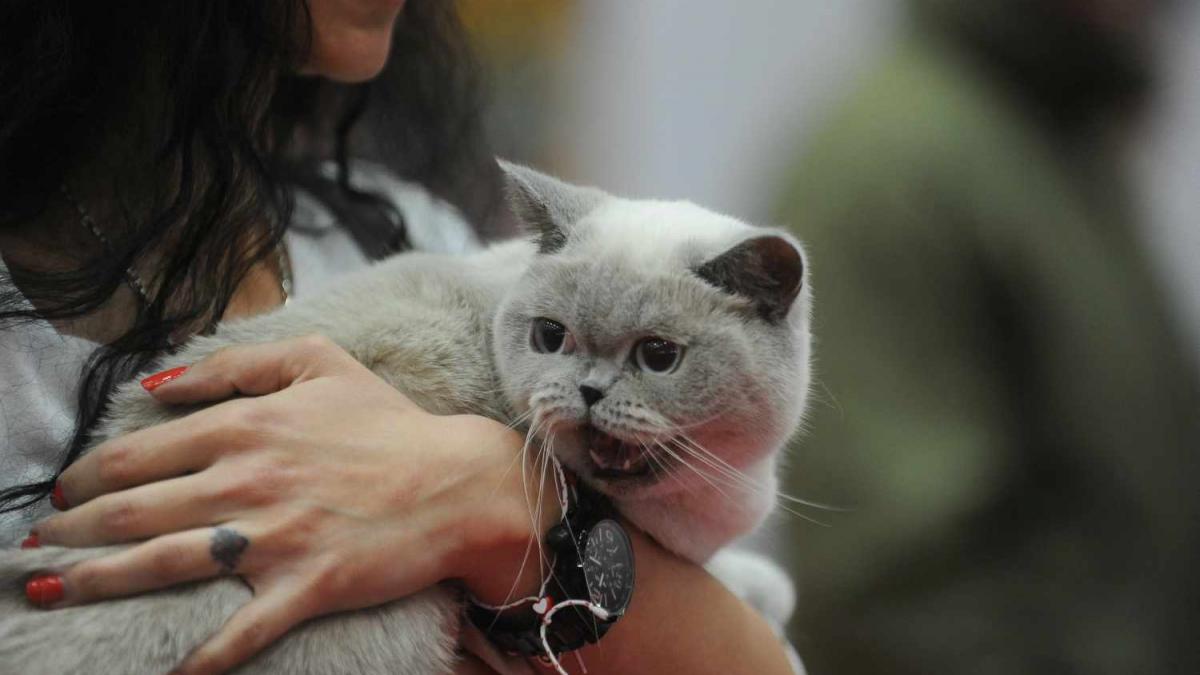 GALERIE FOTO. SofistiCat de primăvară, la Romexpo
