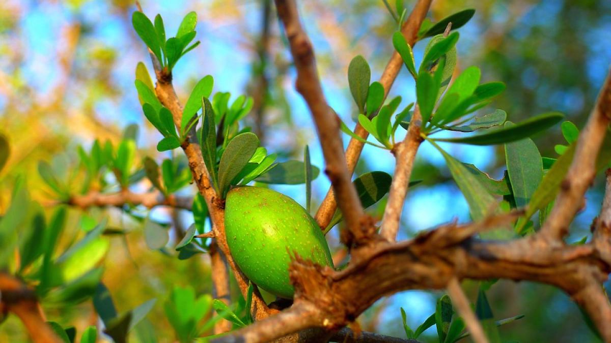 Beneficiile secrete ale uleiului de argan