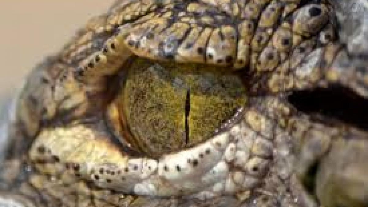 De unde vine expresia "a vărsa lacrimi de crocodil"? 