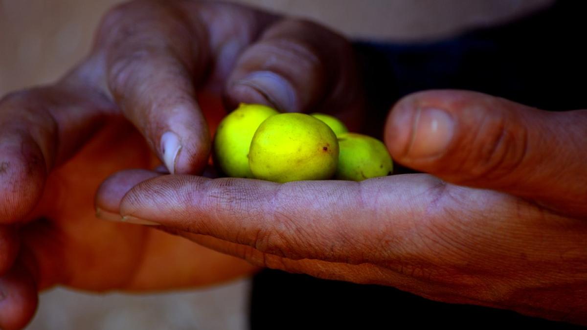  Efectele minunate ale uleiului de argan