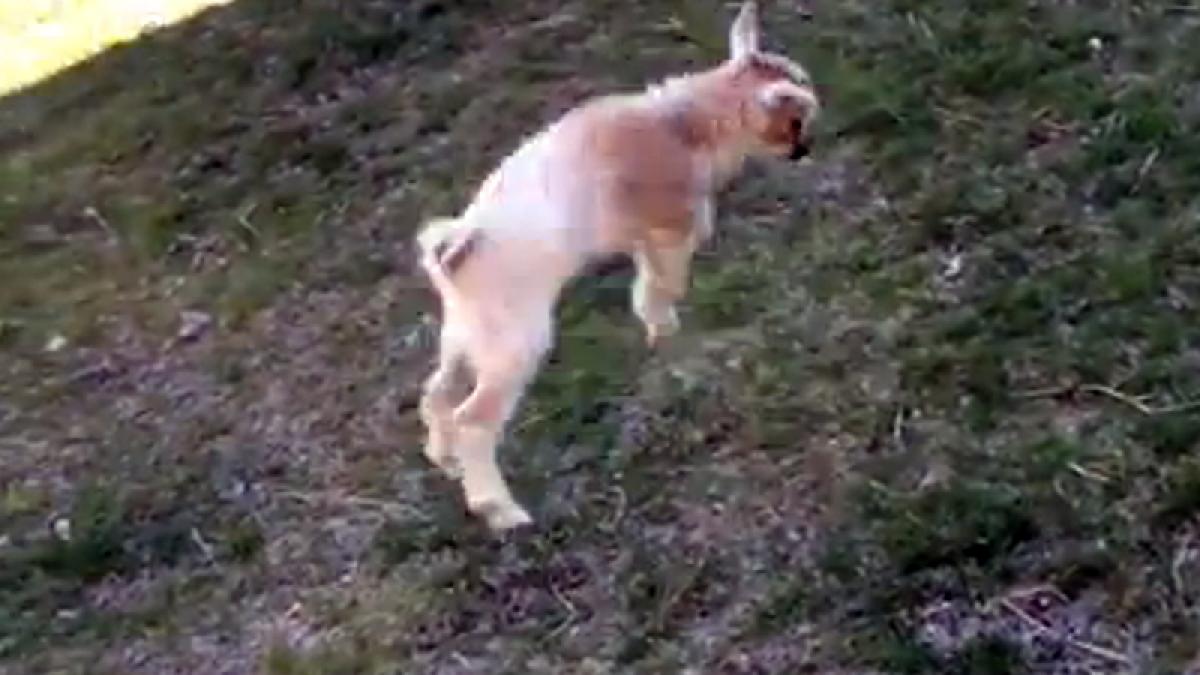 video un adorabil ied nascut doar de o zi invata cum sa sara