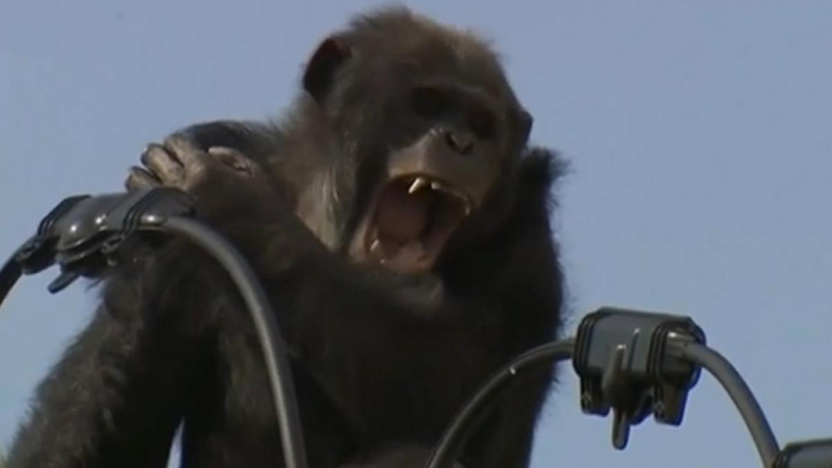 video un cimpanzeu scapat de la o gradina zoologica a tinut pe jar un oras intreg