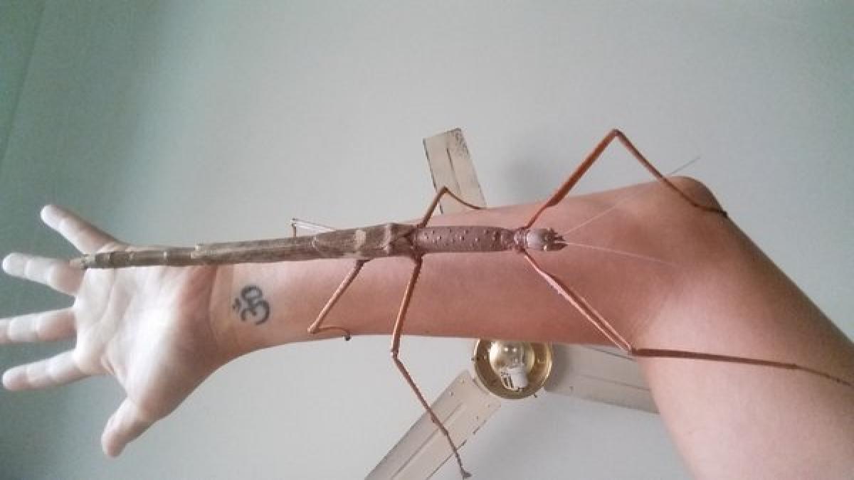 Cât măsoară şi unde a fost descoperită cea mai mare insectă din lume