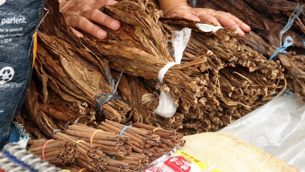 Prahova: Percheziţii într-un dosar de producere şi comercializare ilegală de tutun 