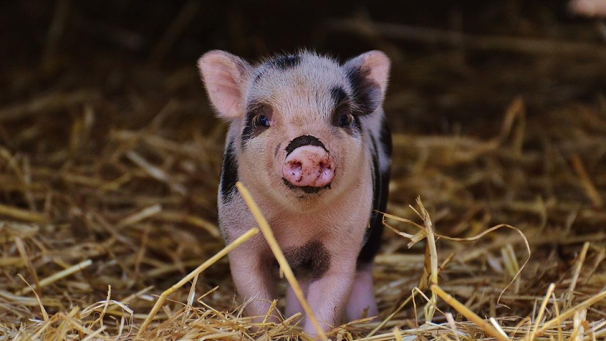 Satu Mare: Medicii veterinari, în alertă după apariţia pestei porcine africane în apropierea frontierei 