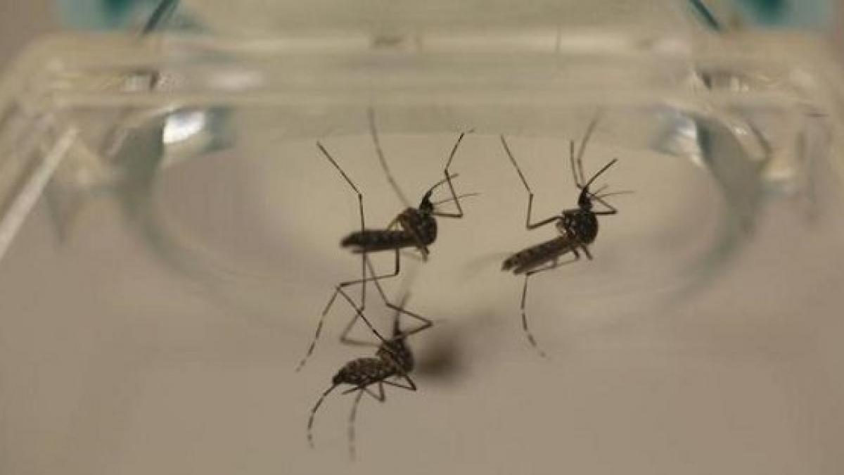 Cât de expusă este ROMÂNIA VIRUSULUI ZIKA