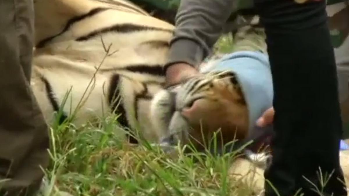 VIDEO - A început evacuarea ”templului tigrilor” din Thailanda