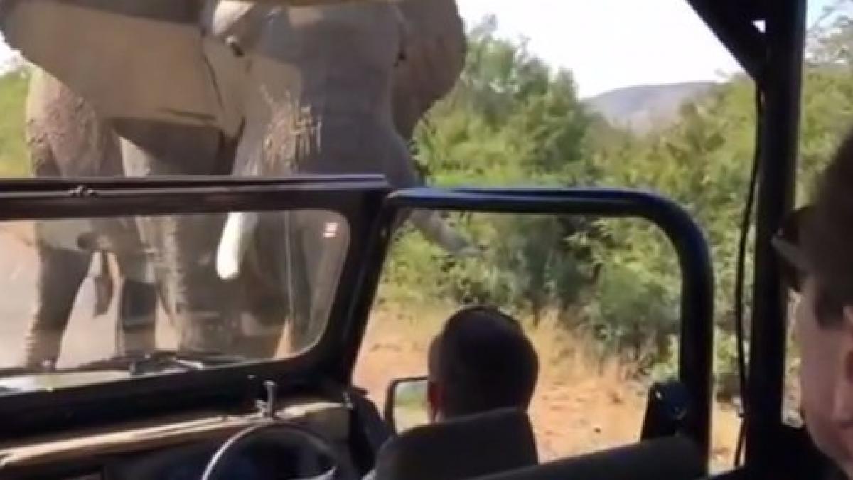 VIDEO - Emoții pentru Arnold Schwarzenegger în timpul unui safari