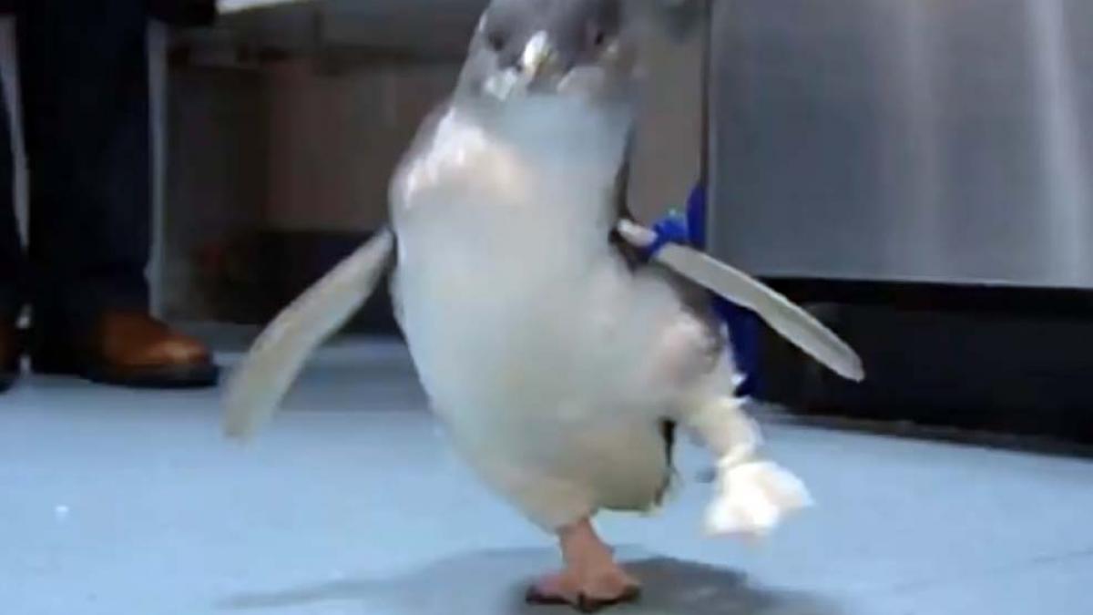 video unui pinguin schiop i a fost grefat un picior imprimat in 3d