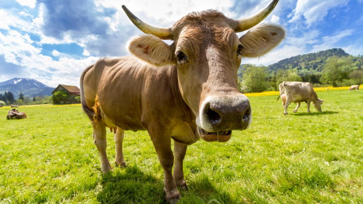 România impune restricţii în comerţul cu lapte şi produse lactate provenite din Bulgaria 