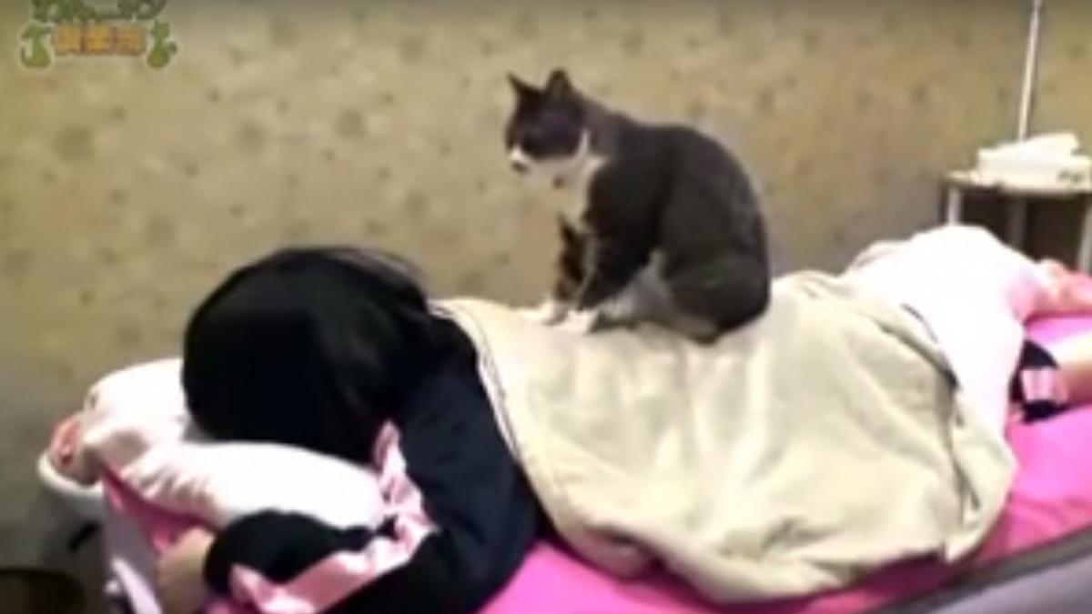 video intr un spa din japonia clientii pot fi masati de pisici