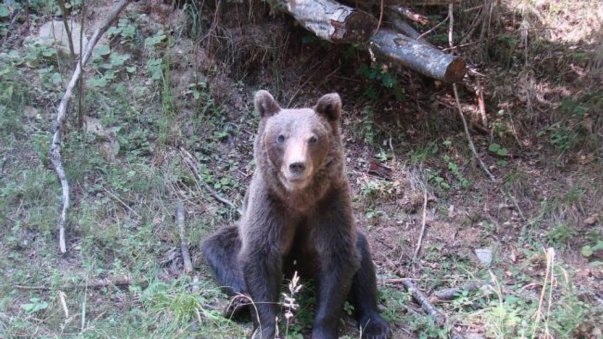 Fetiţă de 13 ani, rănită de un urs intr-un camping din Buşteni 