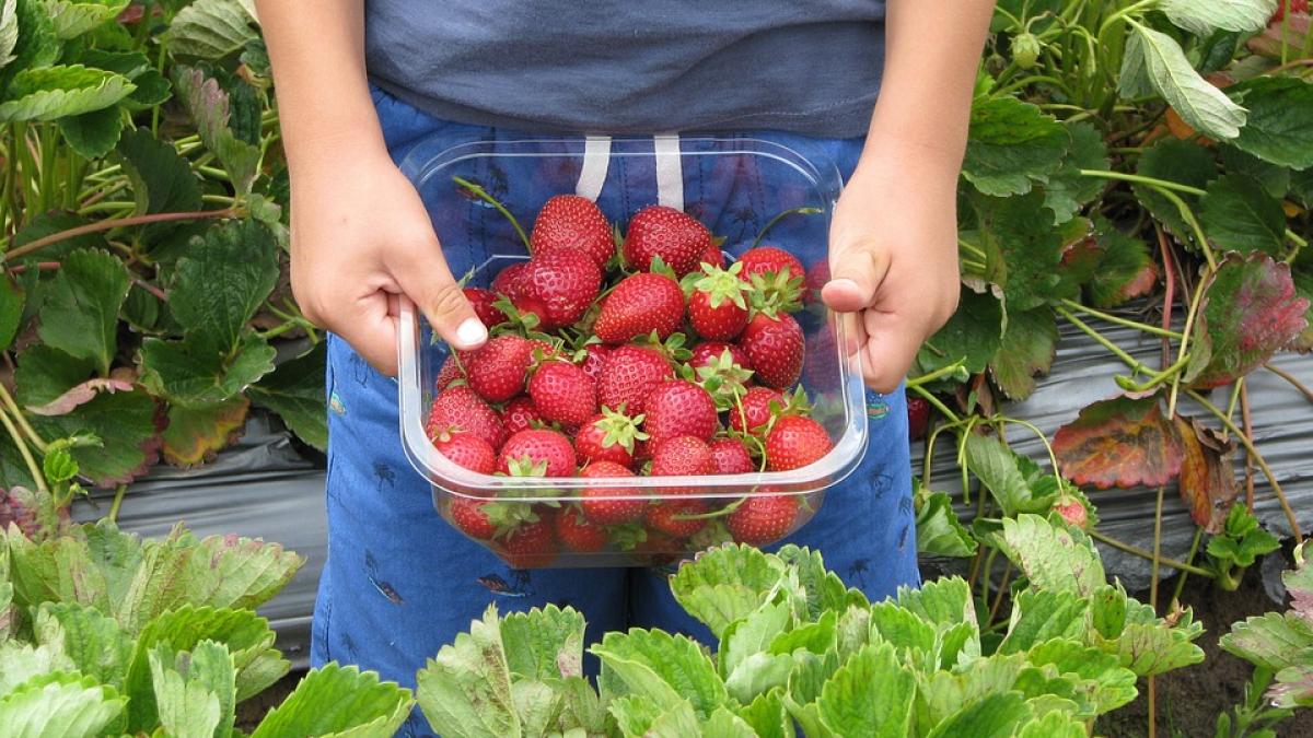  Olt: 800 de locuri de muncă disponibile în Spania, la recoltarea căpşunilor 