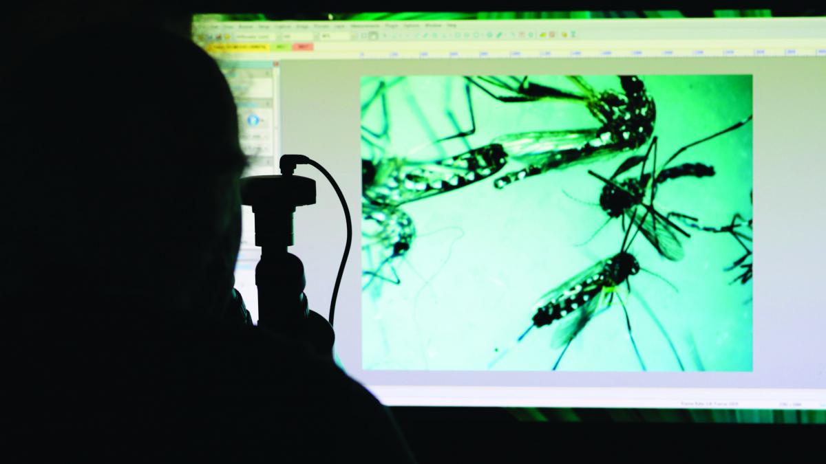 Temutul virus Zika a ajuns în România. Ce ne aşteaptă