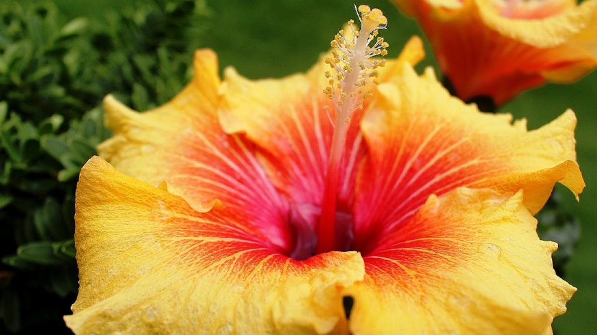  Efectele minunate ale ceaiului de hibiscus